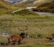 Scotland_73 Red Deer Stag in Scottish Highlands
