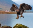 Scotland_64 Golden Eagle