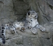 Animals_100 Snow Leopard