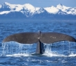 Animals_95 Sperm Whale diving