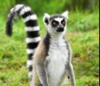 Animals_97 Ring Tailed Lemur
