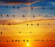 Animals_103 Swallows at Sunset