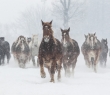 Animals_122 Running Horses in winter