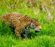 Animals_129 Jaguar