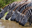 Animals_121 Zebras drinking water