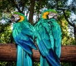 Animals_120 Macaw Parrots