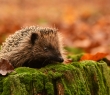 Animals_137 Hedgehog