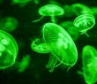 Animals_118 Medusa Jellyfish