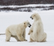 Animals_138 Polar Bears playing