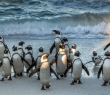 Animals_119 African Penguins