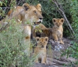 Animals_128 African Lion and Cubs