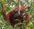 Animals_116 Adult Orangutans