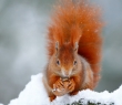 Animals_114 Red Orange Squirrel