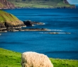 Animals_107 Sheep on the coast, Scotland
