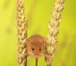 Animals_111 Little Harvest Mouse