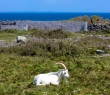 Ireland_69 A goat in Inishmore, Aran Islands, Ireland