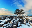 England_157G Single hawthorn tree, Yorkshire Dales National Park