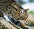 Animals_153G Scottish Wildcat