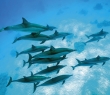 Animals_162G Spinner Dolphins