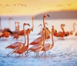 Animals_157G Pink flamingos in Celestun Mexico