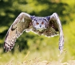 Animals_152G Eagle Owl