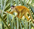 Animals_158G Red-backed Squirrel Monkey walking on tree in Costa Rica.