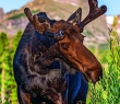Animals_165G Bull Moose at Sprague Lake