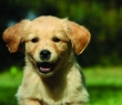 Animals_25 Golden Labrador Puppy