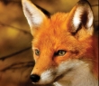 Animals_39 Fox