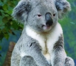 Animals_32 Koala