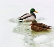 Animals_43 Two ducks in unfrozen patch of water