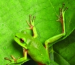 Animals_36 Green Frog climbing a leaf