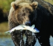 Animals_29 Grizzly Bear catching a Salmon