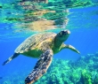 Animals_28 Green Sea Turtle swimming in Ocean Sea