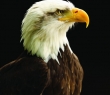 Animals_24 Portrait of a Bald Eagle