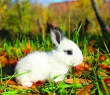 Animals_42 Little Bunny