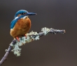 Animals_19 Common Kingfisher 