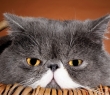 Animals_12 Grumpy Cat