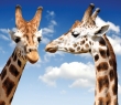 Animals_21 Two Giraffes