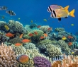 Animals_15 Coral Reef with Fish