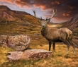 Animals_06 Red Deer Stag on Moody Dramatic Mountain