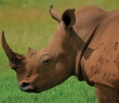 Animals_18 Rhinoceros