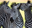 Animals_07 Group of Zebras