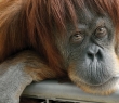 Animals_13 Orangutan