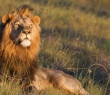 Animals_17 Male Lion