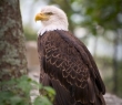 Animals_85 American Bald Eagle