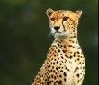 Animals_79 Cheetah