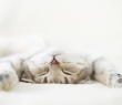 Animals_78 Sleeping Cat2