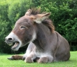 Animals_70 Laughing Donkey