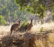 Animals_71 Kangaroos